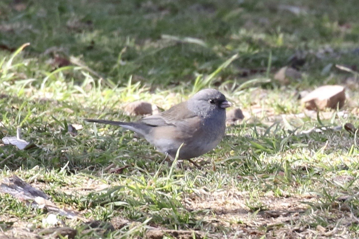 Dark-eyed Junco - ML615548401