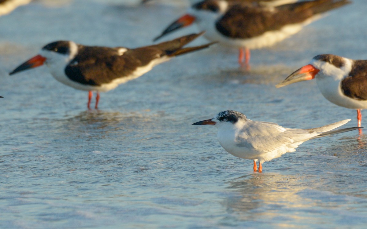 Forster's Tern - ML615548422