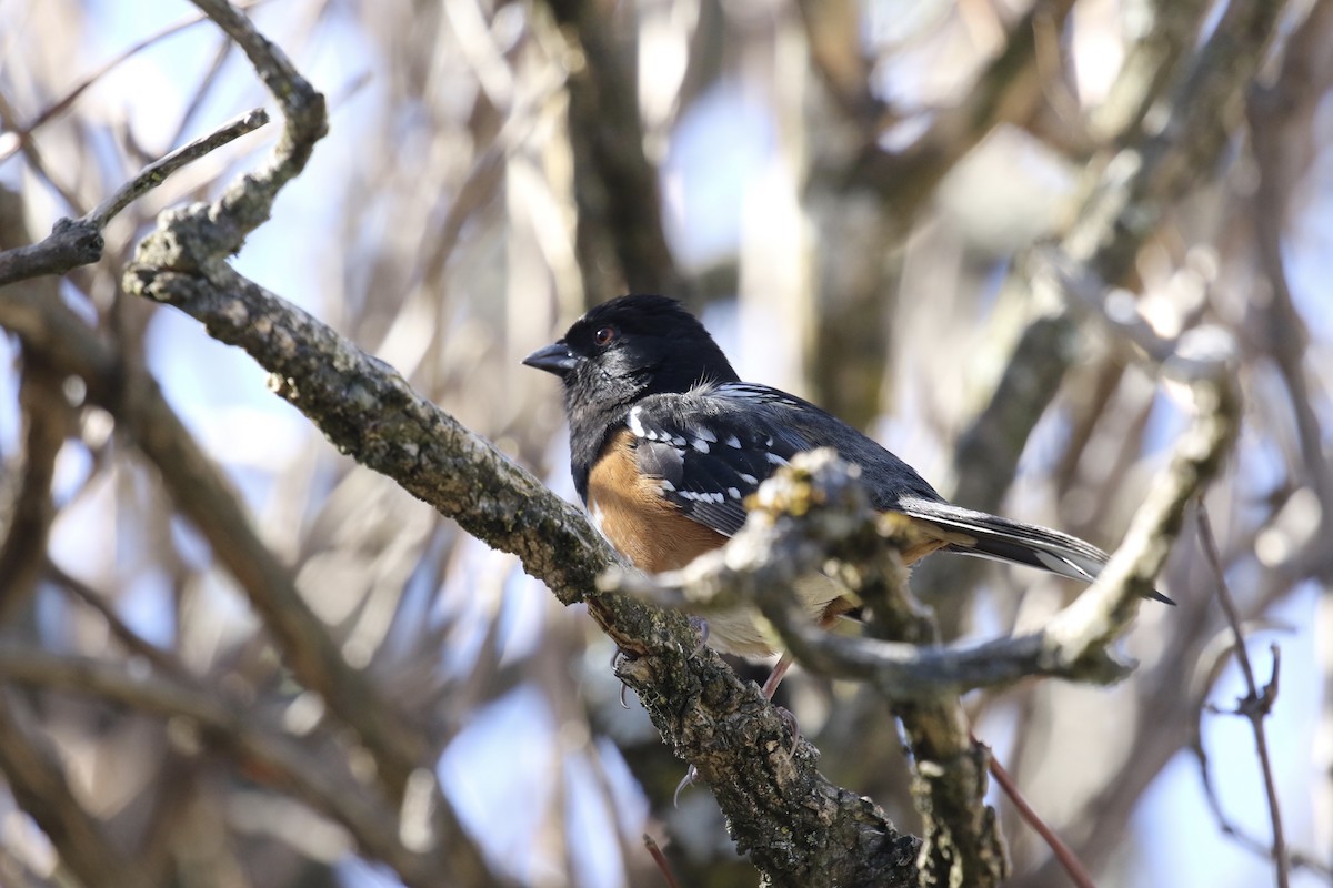 Spotted Towhee - ML615548434