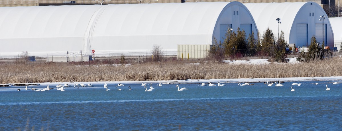 Tundra Swan - ML615548449