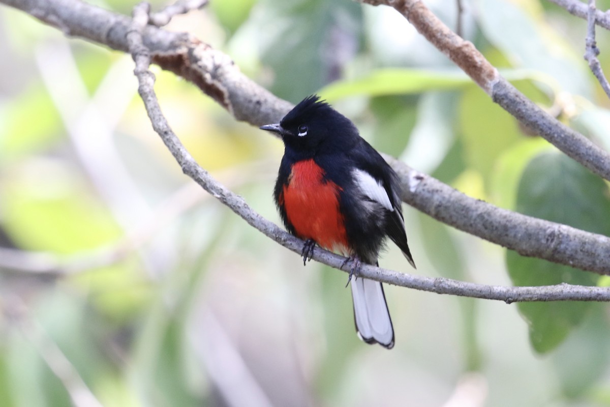 Painted Redstart - ML615548470