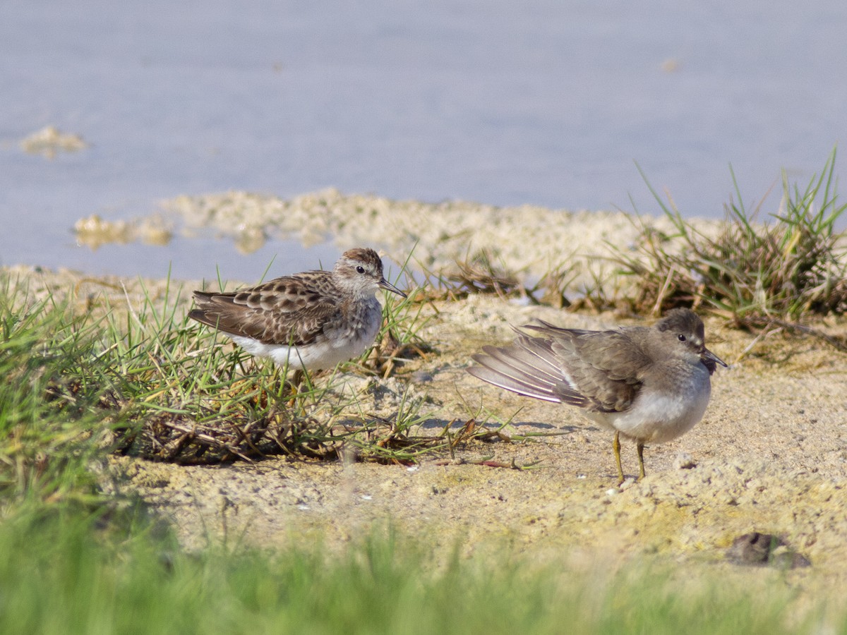 Long-toed Stint - Zsombor Károlyi