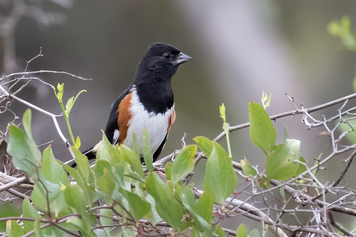 Eastern Towhee (Red-eyed) - Brett Hoffman