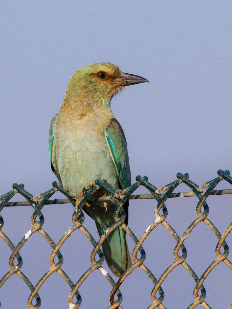 European Roller - Zsombor Károlyi