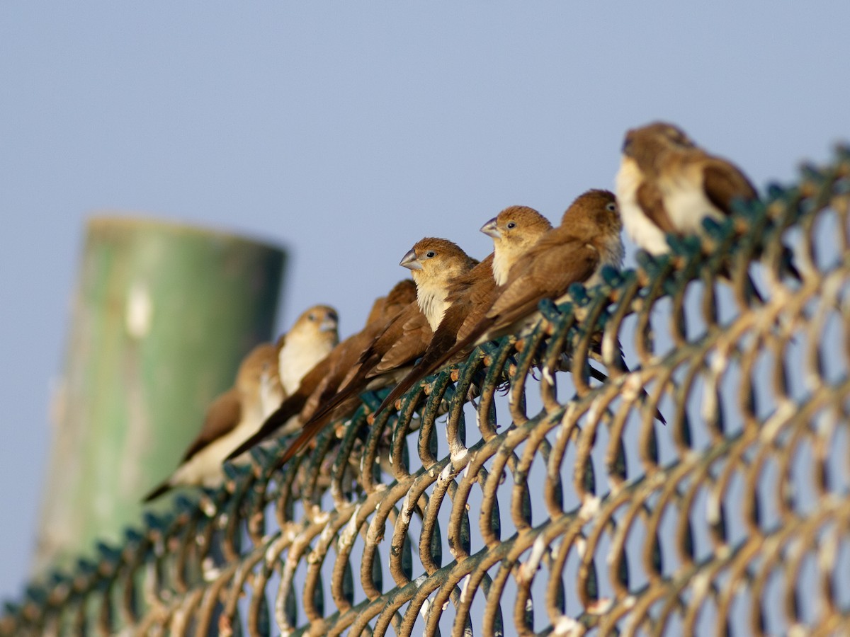 African Silverbill - ML615548512