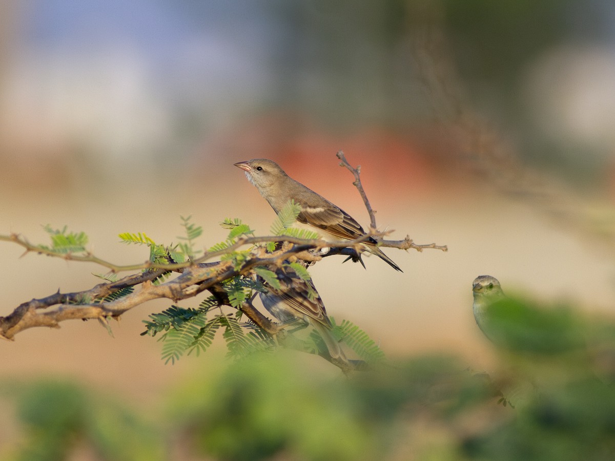 Yellow-throated Sparrow - ML615548522