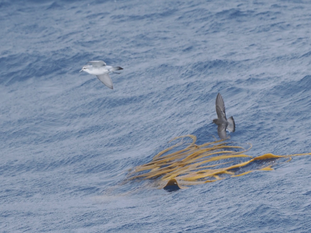 Gray-backed Storm-Petrel - ML615548603