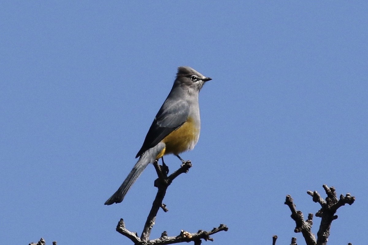 Gray Silky-flycatcher - ML615548613