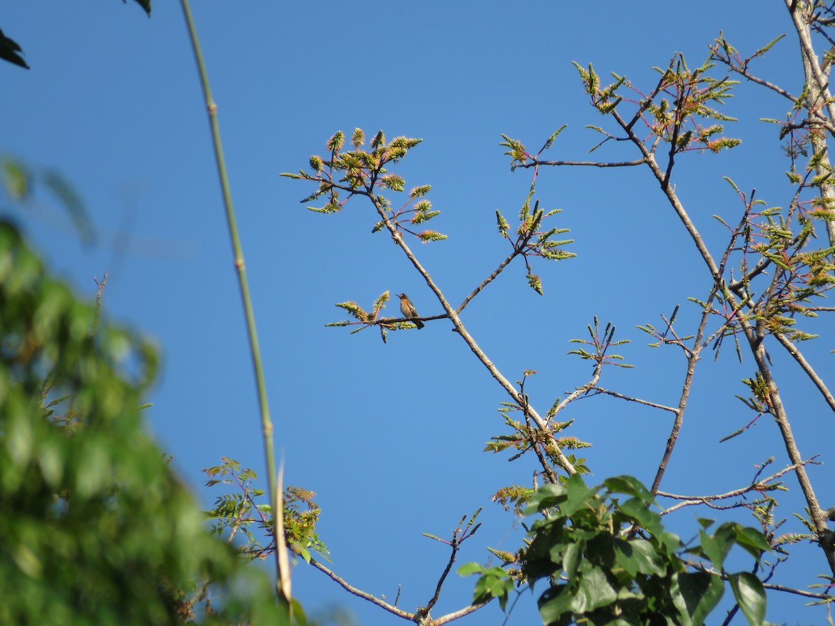 Spot-winged Starling - Archie Jiang