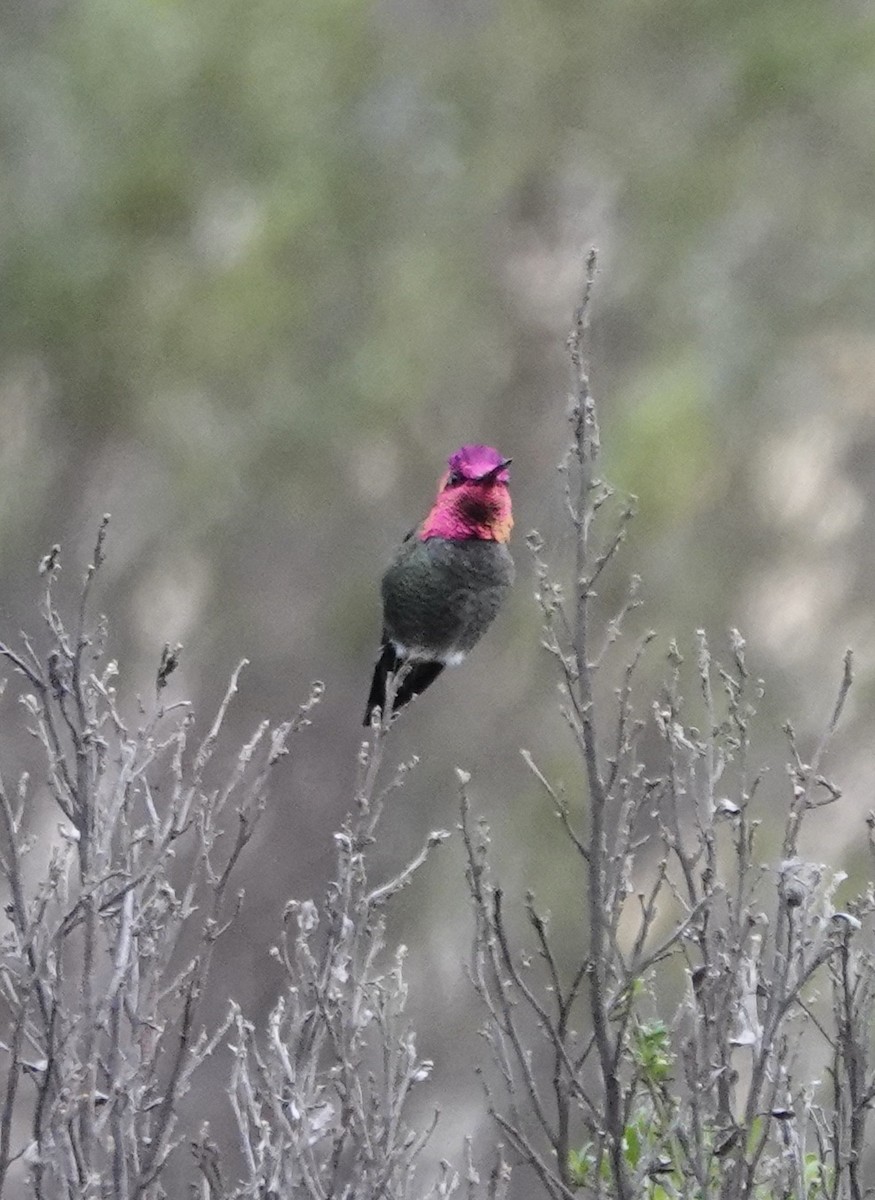 Anna's Hummingbird - Dave Ebbitt