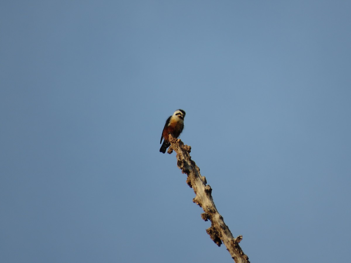 Collared Falconet - Archie Jiang