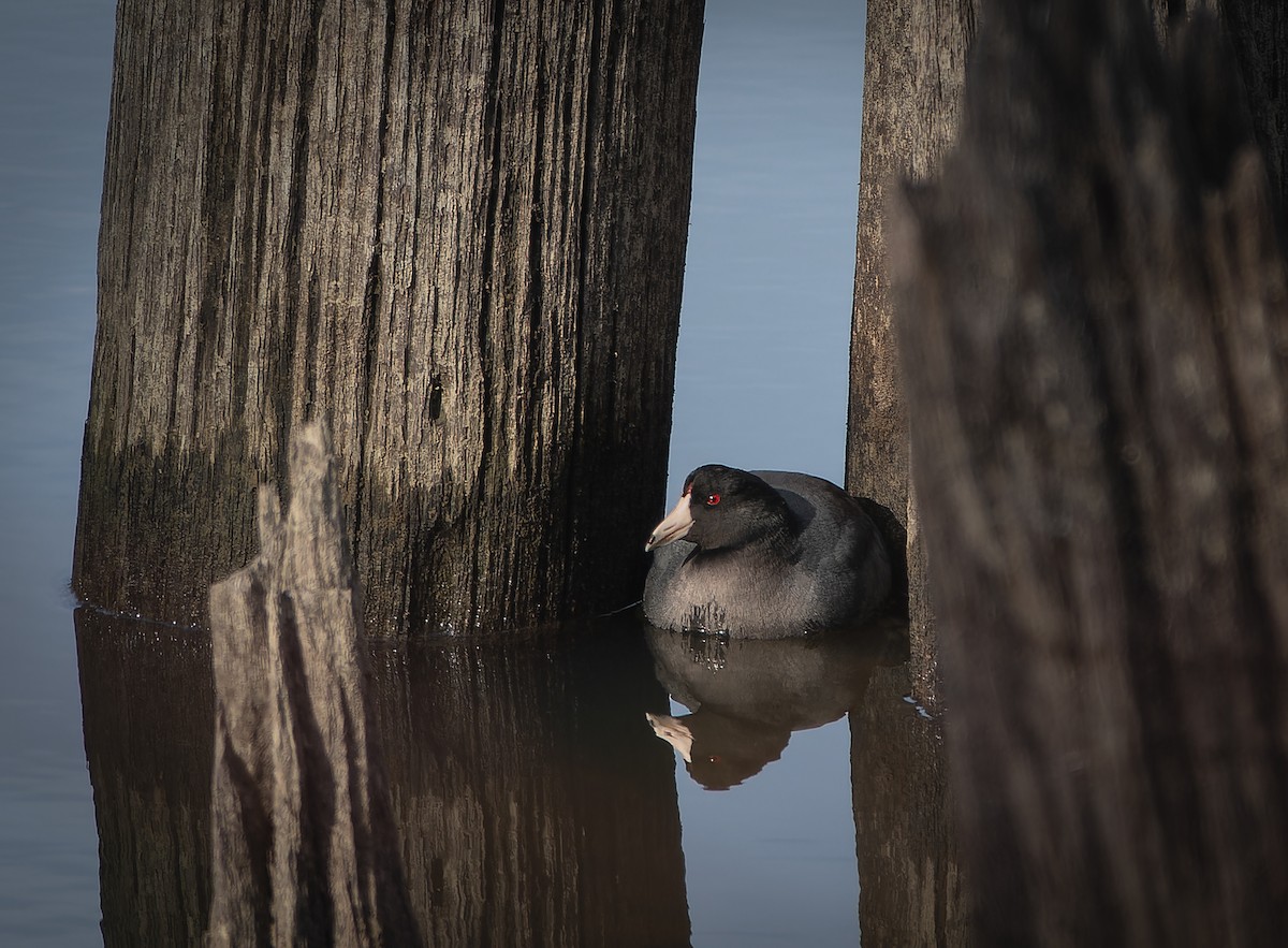 American Coot - ML615548740