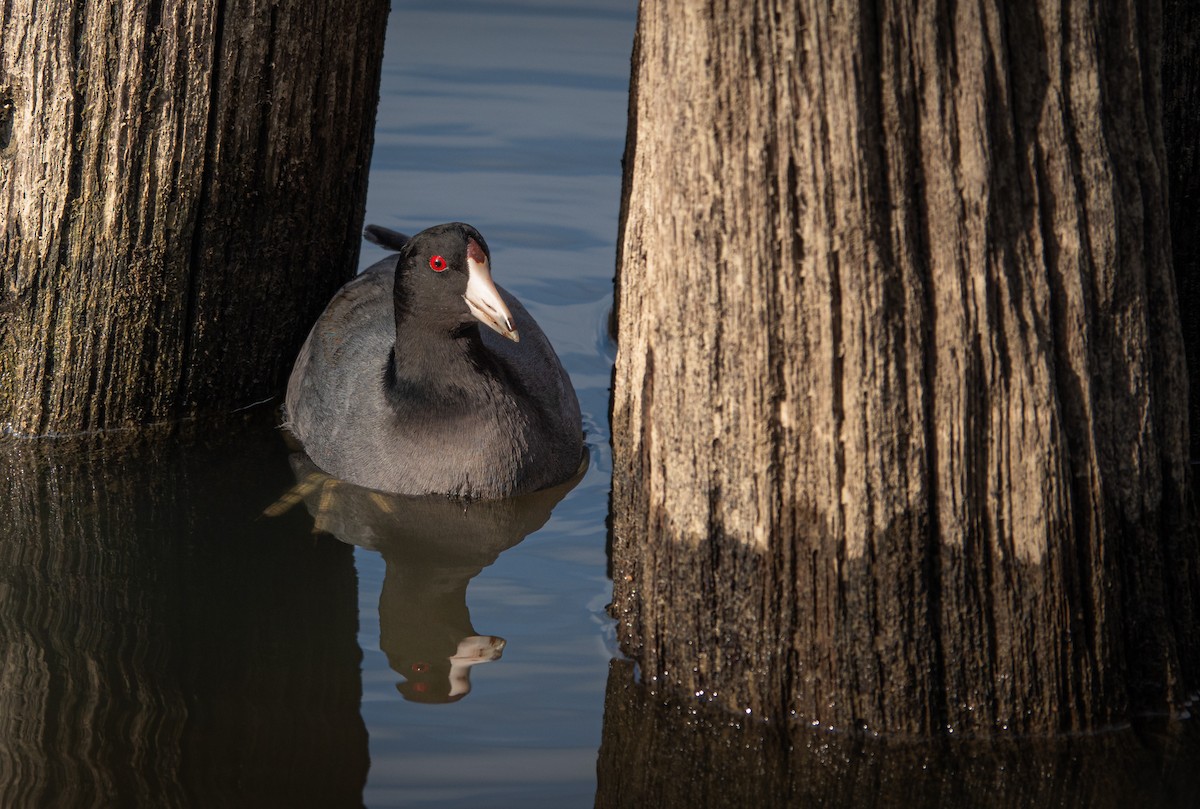 American Coot - ML615548741