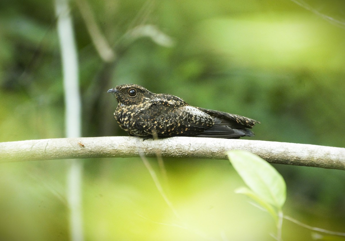 Blackish Nightjar - ML615548822