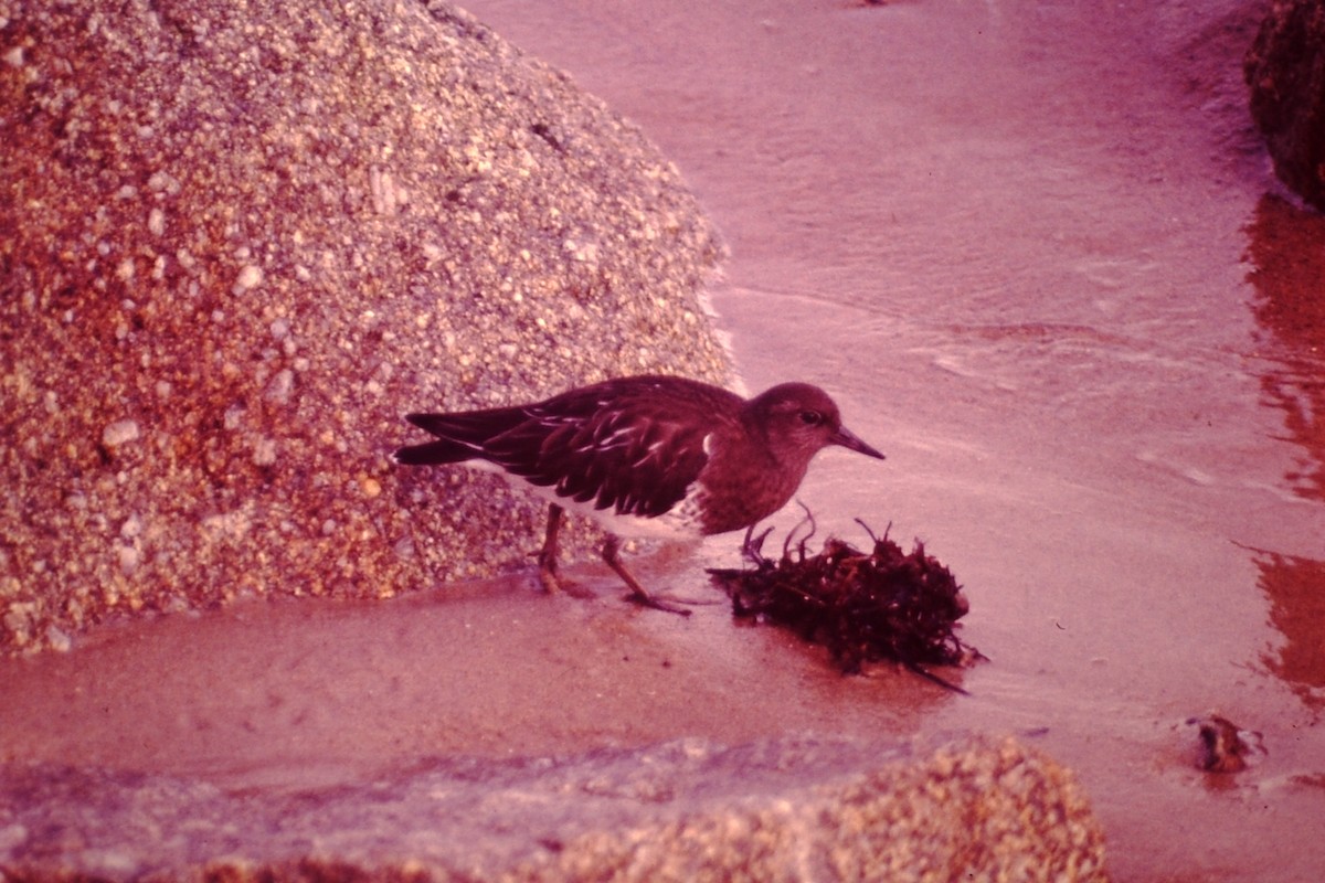 Black Turnstone - ML615548832