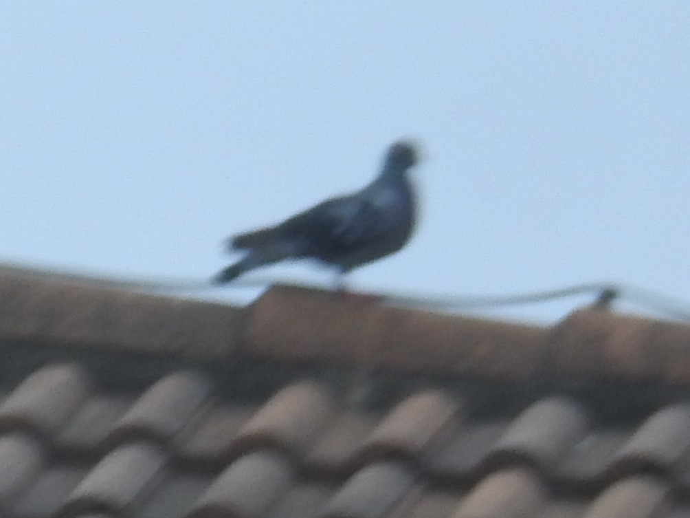 Rock Pigeon (Feral Pigeon) - ML615548845