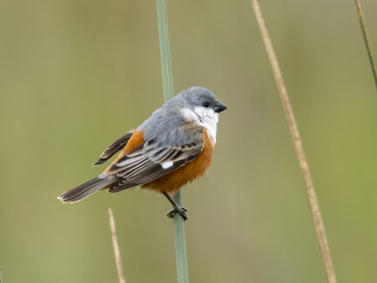 Marsh Seedeater - Steven Hunter