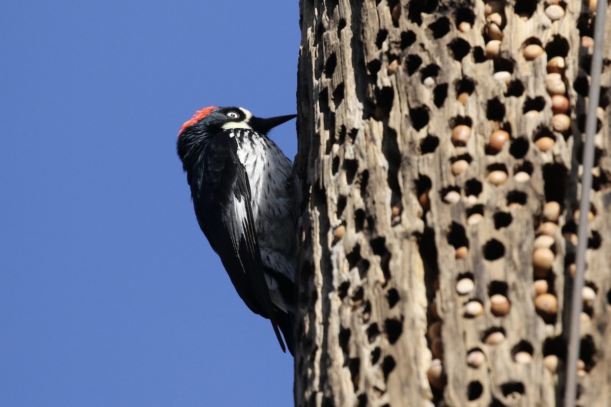 Acorn Woodpecker - ML615548984