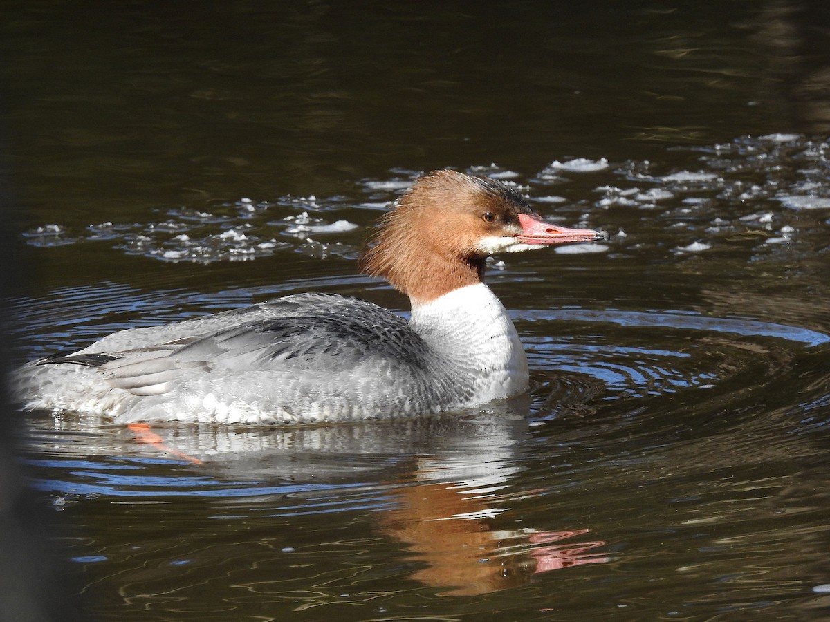 Common Merganser - ML615548995