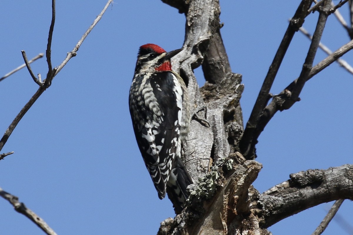 Red-naped Sapsucker - ML615549001