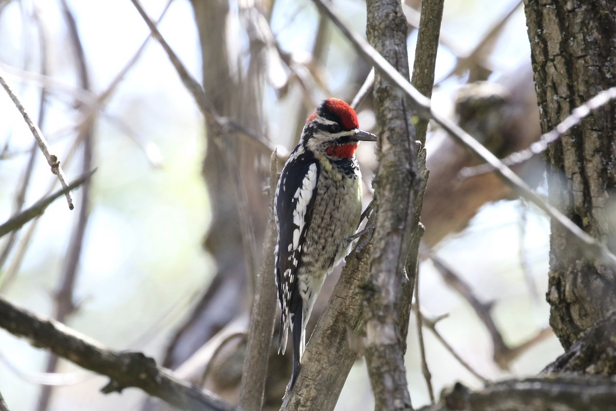 Red-naped Sapsucker - ML615549002