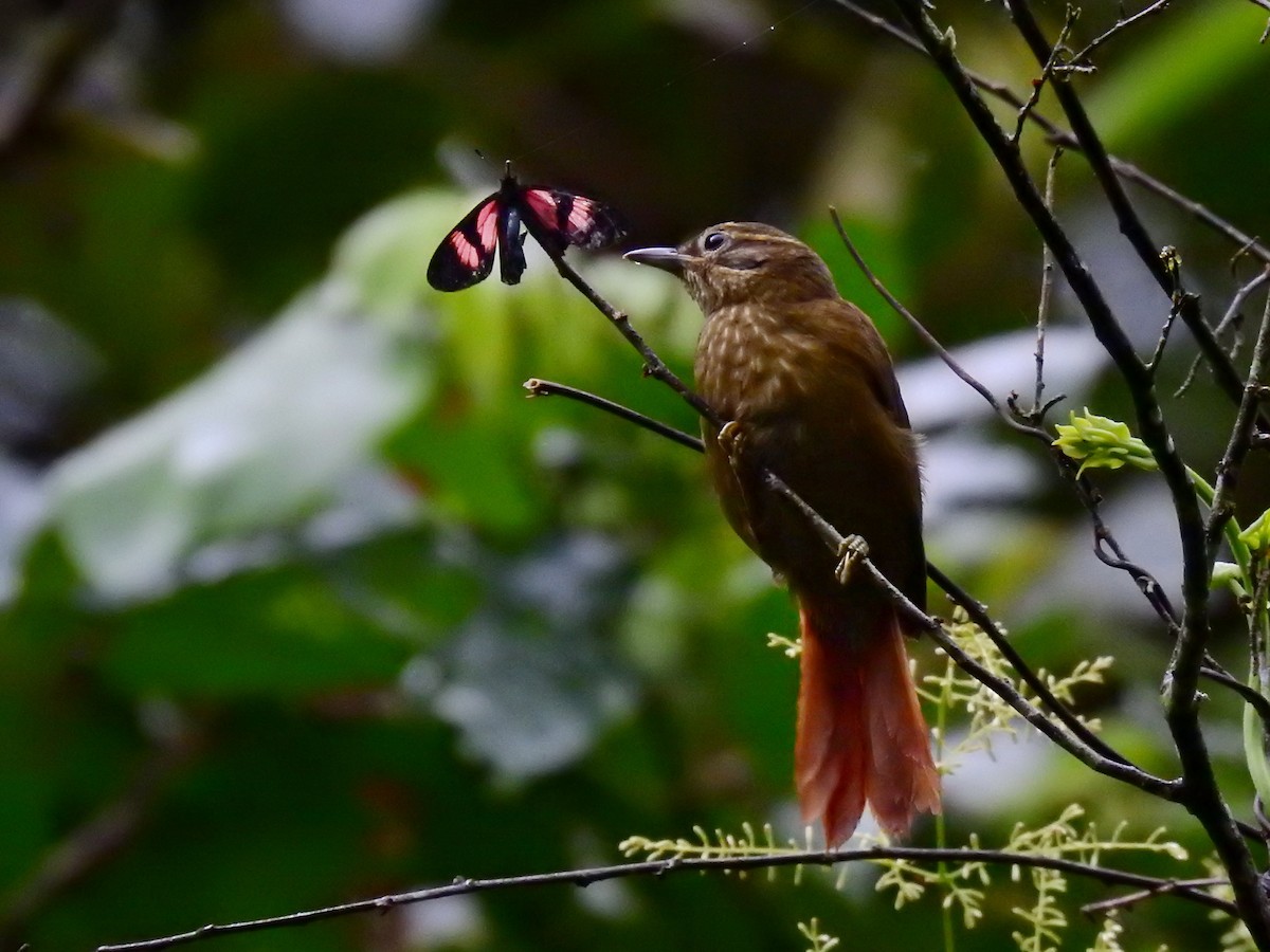 Montane Foliage-gleaner - Esteban Poveda