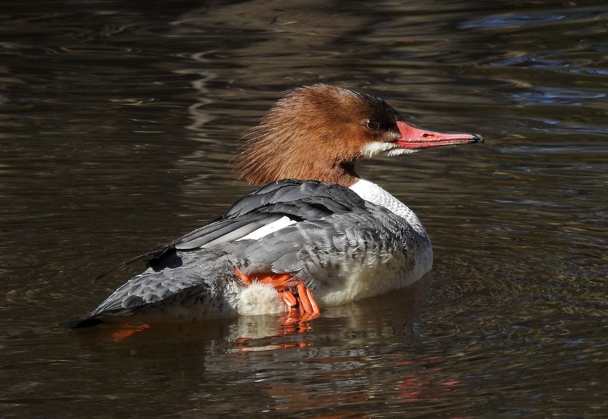 Common Merganser - ML615549020