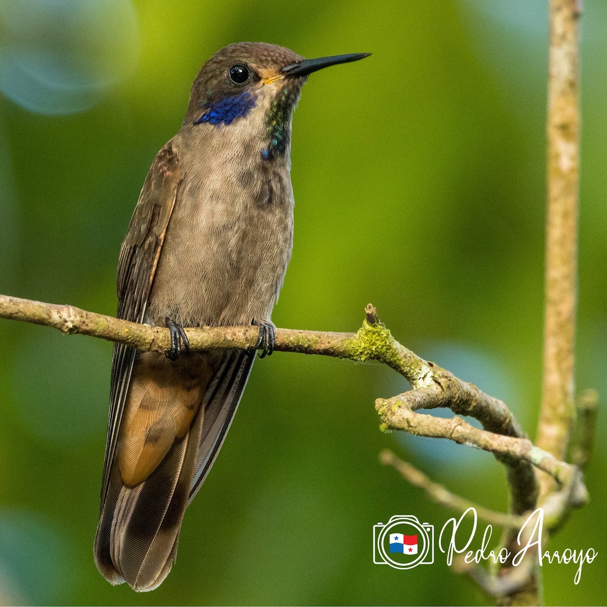 Brown Violetear - ML615549024