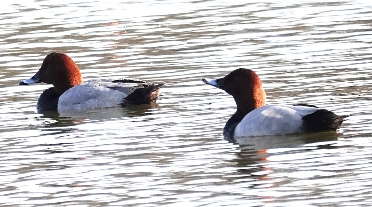 Common Pochard - ML615549032