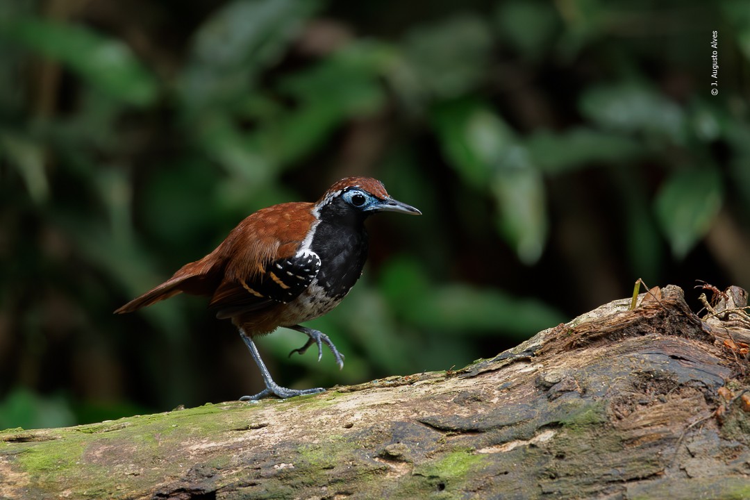 Ferruginous-backed Antbird - ML615549084