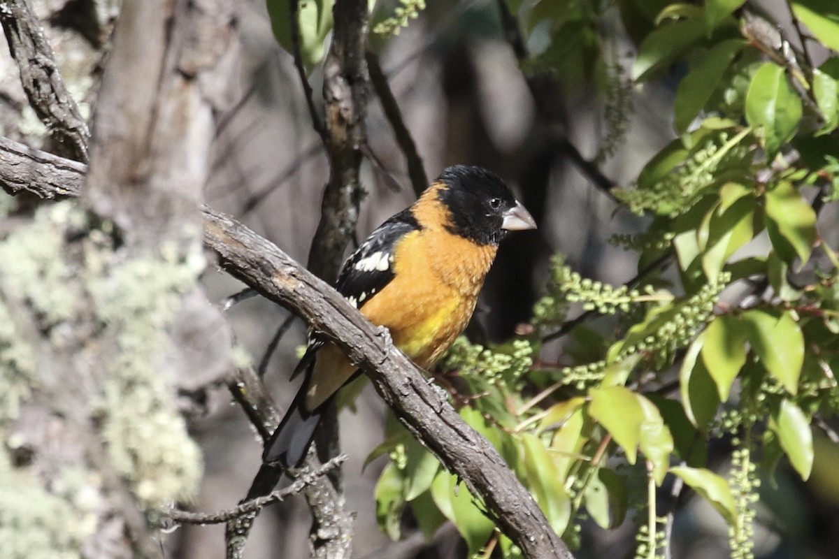 Black-headed Grosbeak - ML615549093