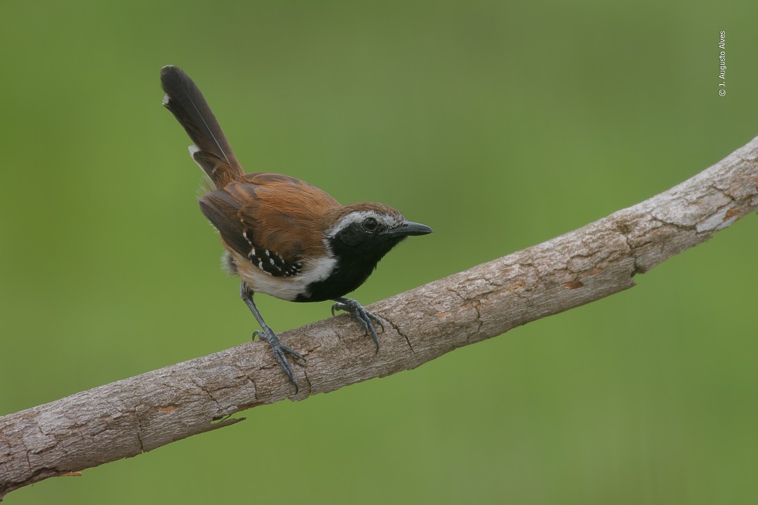 Rusty-backed Antwren - ML615549129