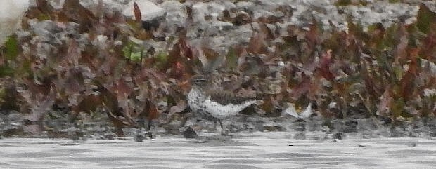 Spotted Sandpiper - ML615549242