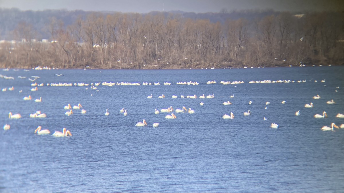 American White Pelican - ML615549255