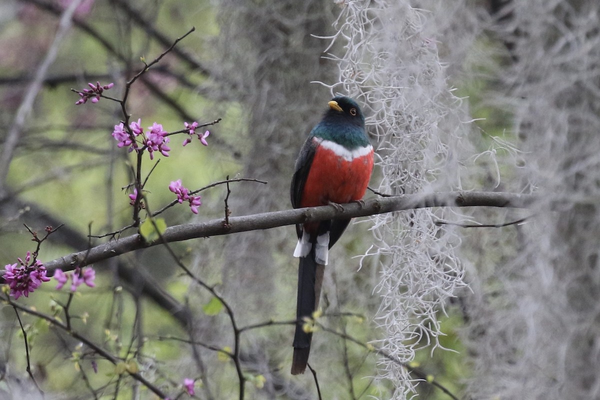 Mountain Trogon - ML615549257