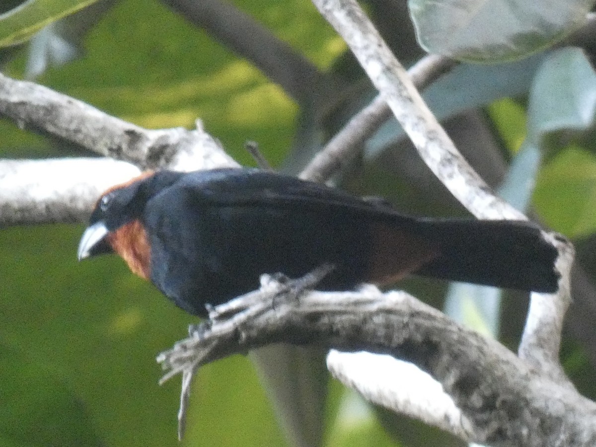 Puerto Rican Bullfinch - Cory Ross