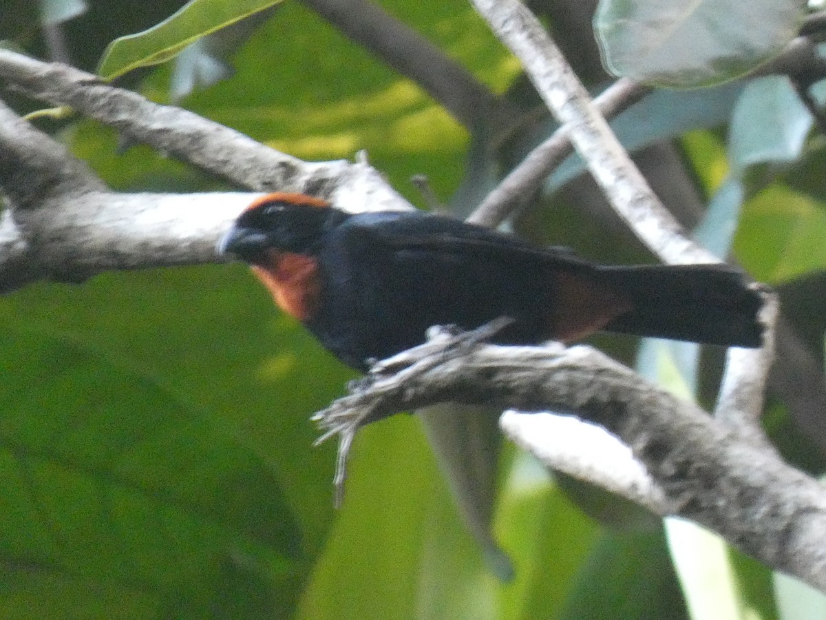 Puerto Rican Bullfinch - ML615549260