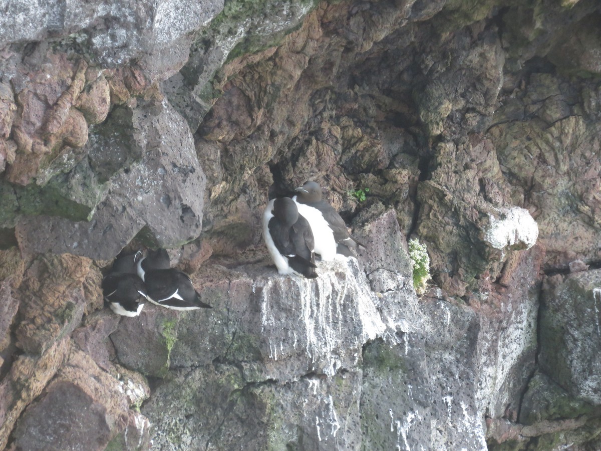 Thick-billed Murre - ML615549297