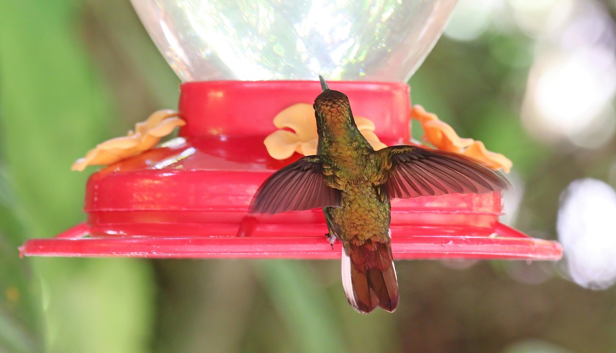 kolibřík měděnohlavý - ML615549306