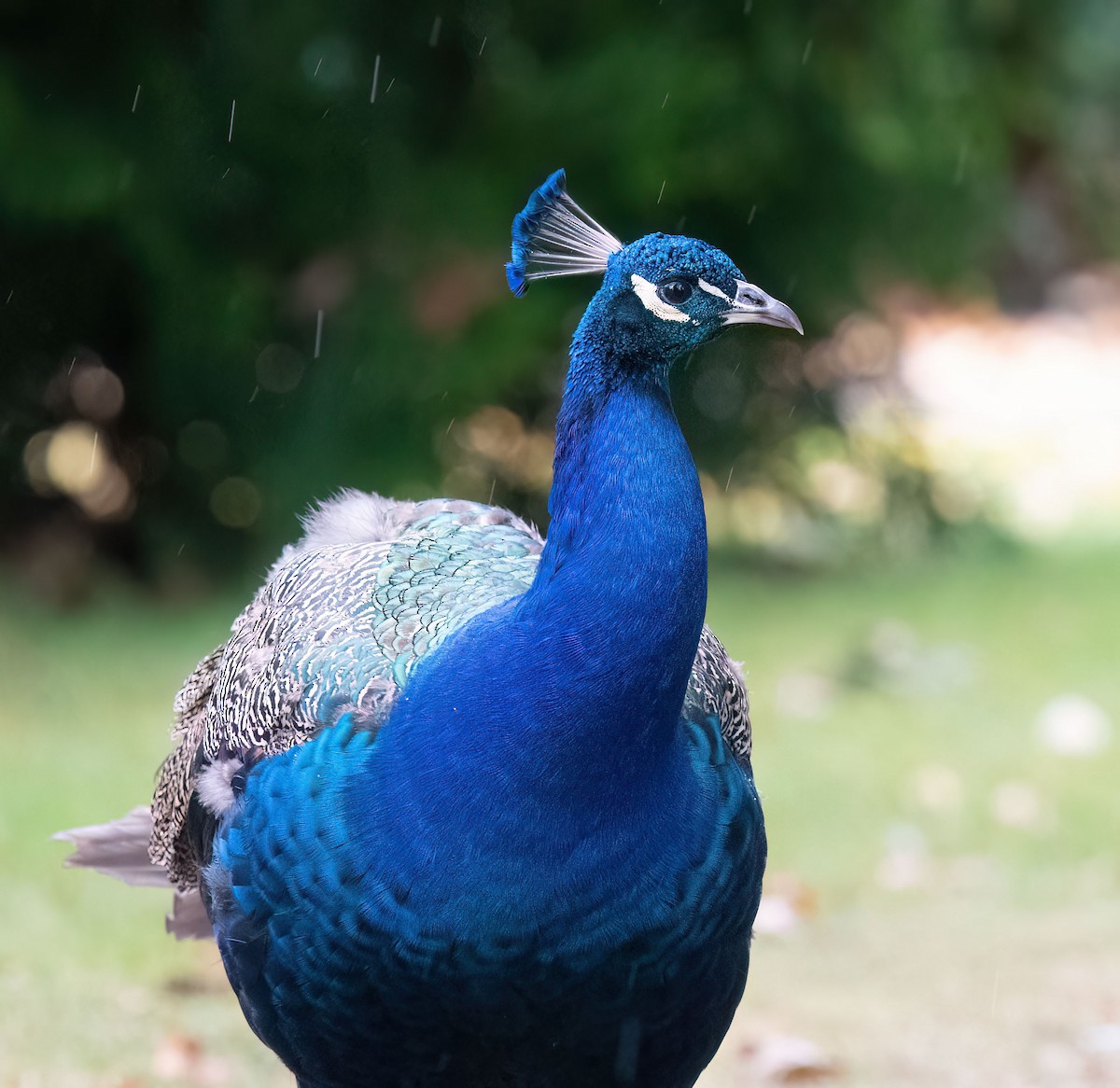 Indian Peafowl (Domestic type) - Anne-Marie Dufour