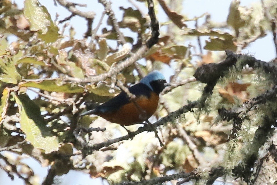 Elegant Euphonia - Julio Guzman