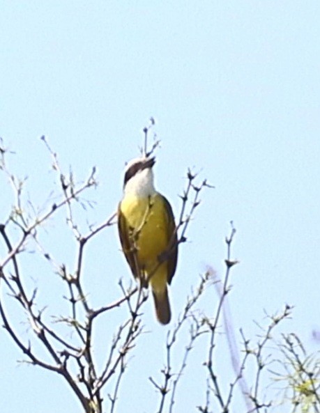 Great Kiskadee - ML615549415