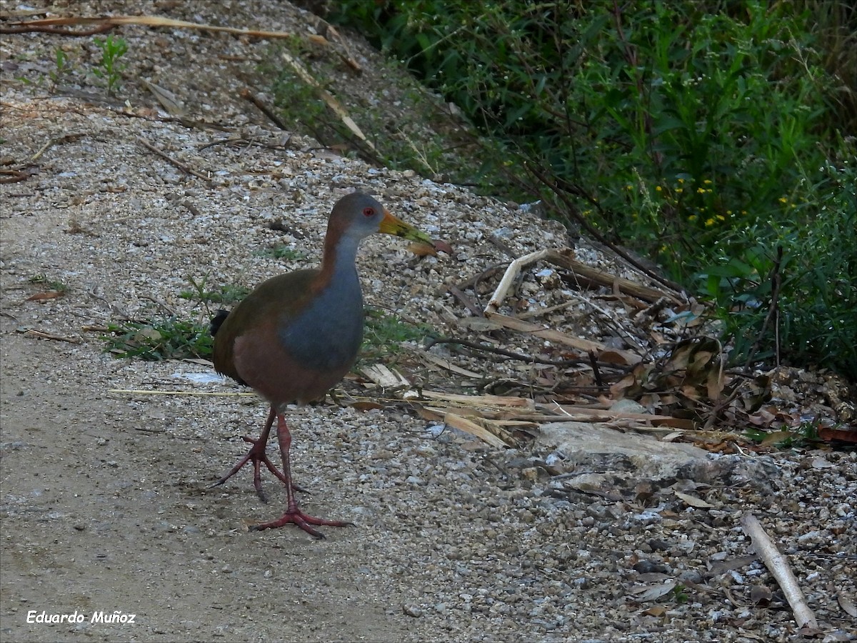 Giant Wood-Rail - ML615549420