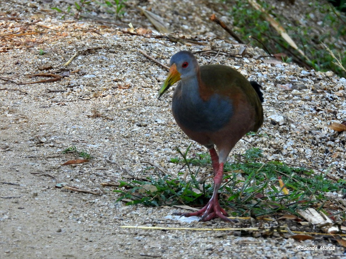 Giant Wood-Rail - ML615549421