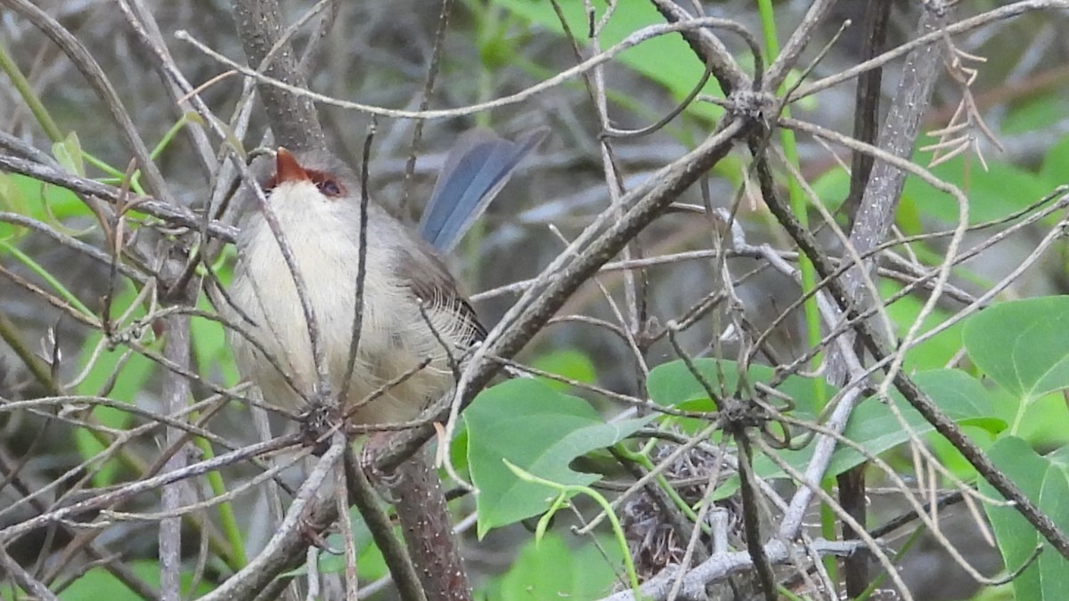 Variegated Fairywren - ML615549427