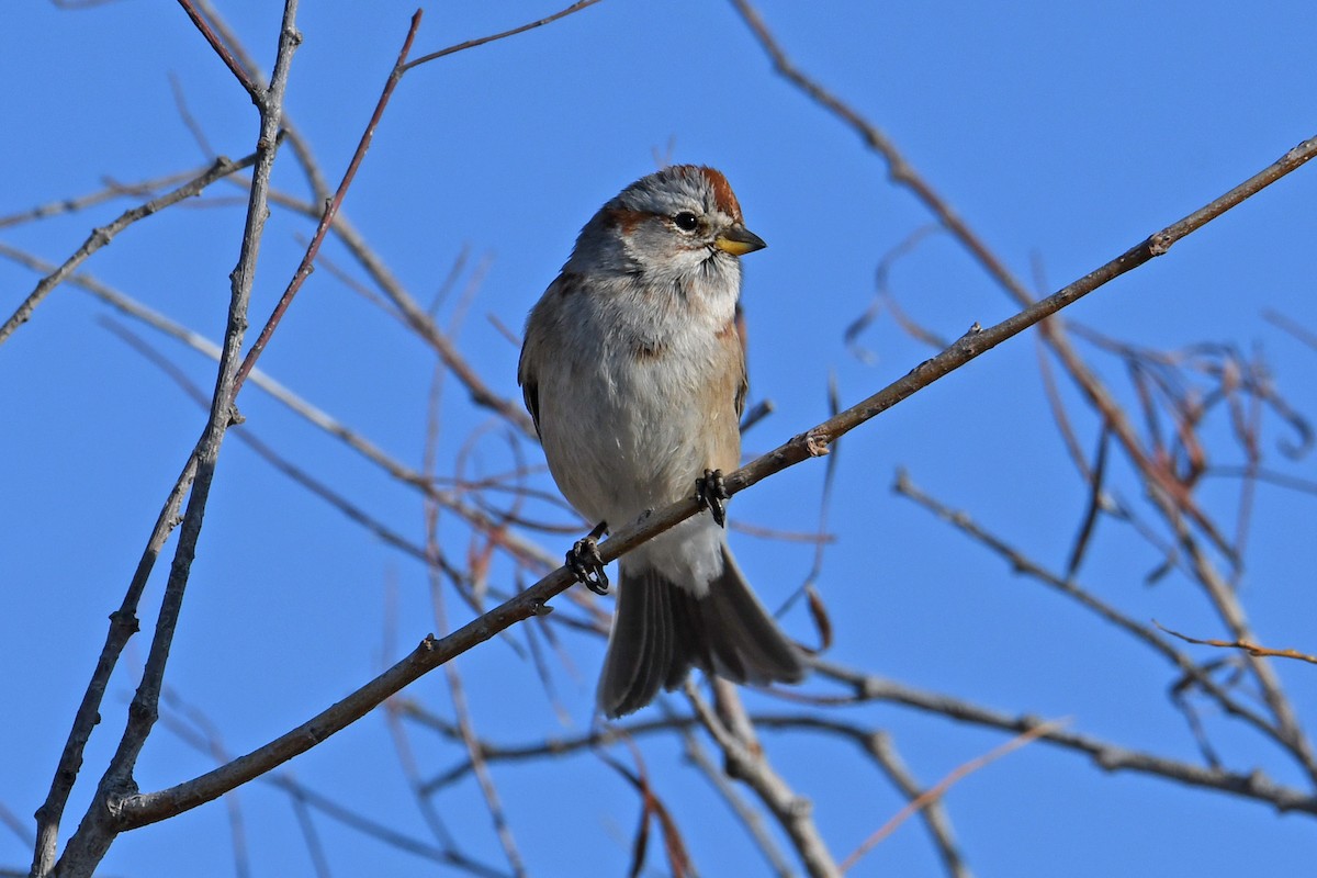 American Tree Sparrow - ML615549429