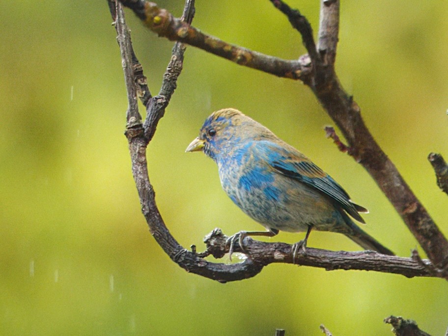 Indigo Bunting - ML615549561