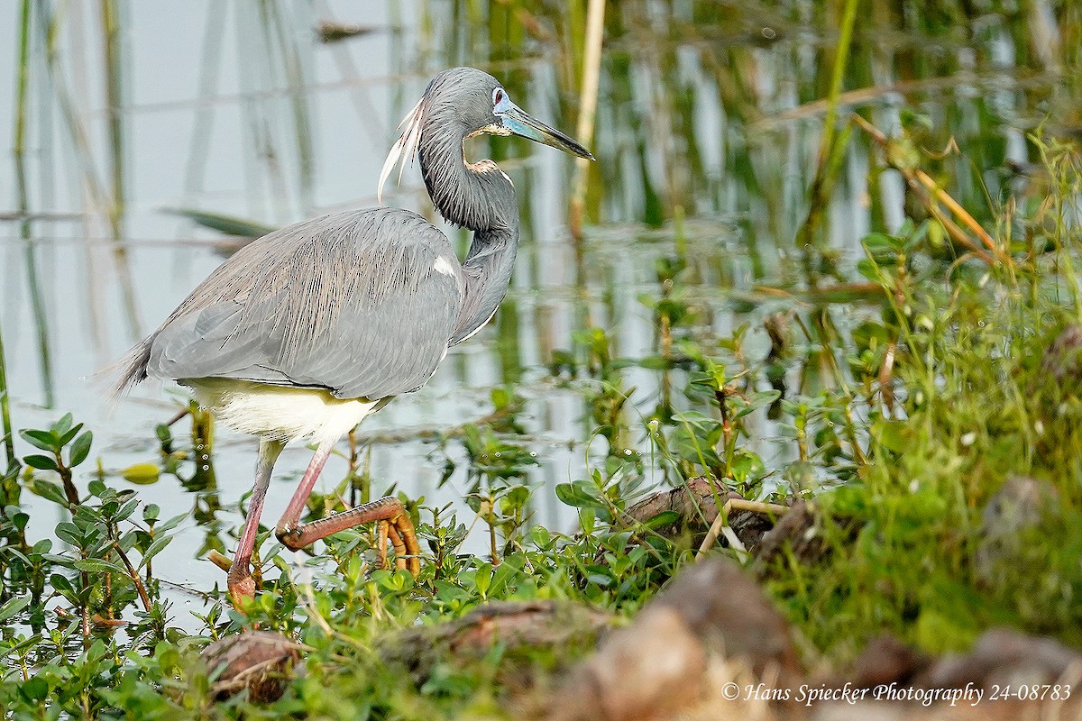 Tricolored Heron - ML615549598