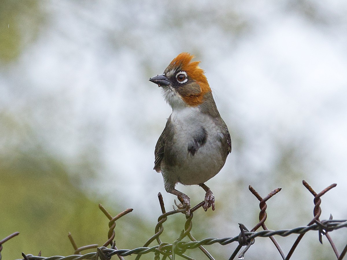 Rusty-crowned Ground-Sparrow - ML615549621