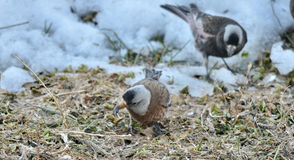 Gray-crowned Rosy-Finch (Hepburn's) - John Mark Simmons